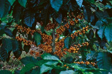 Coffee Processing Methods